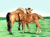 Miniature Horse, Equine Art - Mini Friends